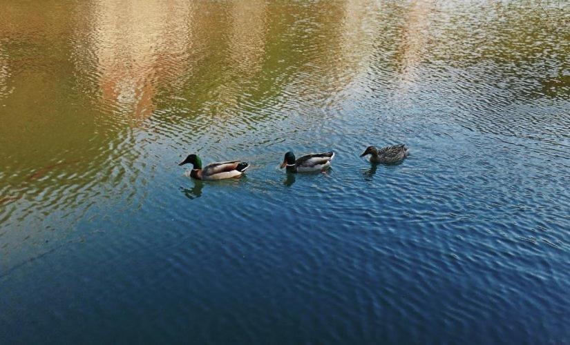 Apartman Cherry Gradac Valjevo Exterior foto